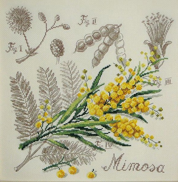 Мимоза / Mimosa - ботанический этюд V.Enginger, набор для вышивания крестом Les brodeuses parisiennes