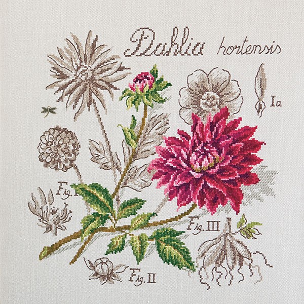 Георгин / Dahlia - ботанический этюд V.Enginger, набор для вышивания крестом Les brodeuses parisiennes