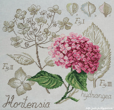 veronique-enginger-etude-botanique-hortinsia.jpg