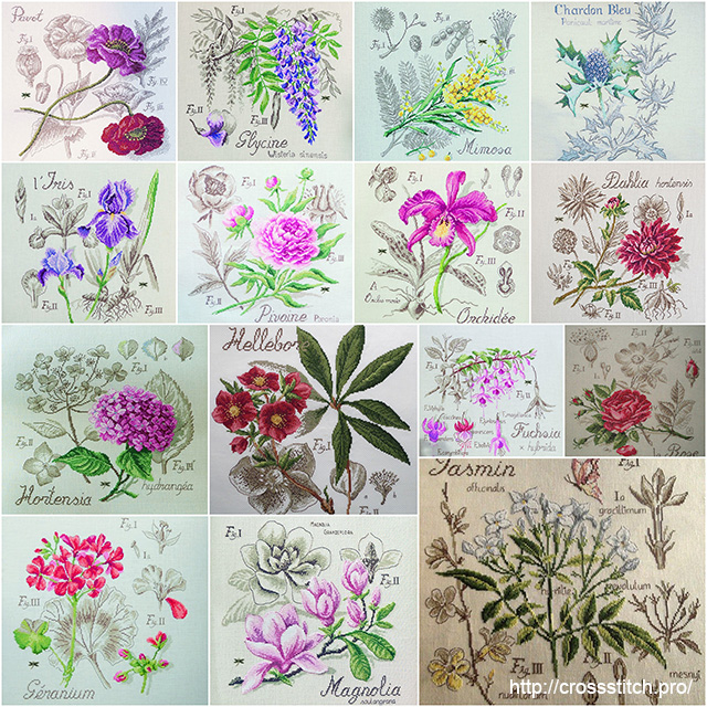 etude-botanique-veronique-enginger-fleures.jpg