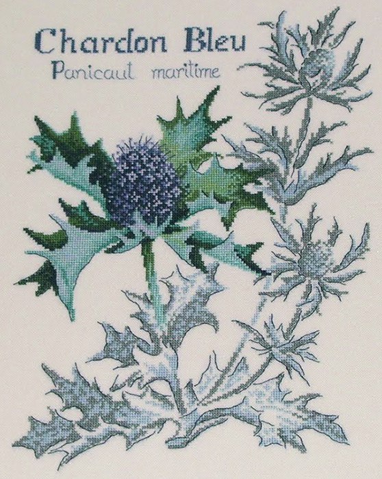 Чертополох / Chardon bleu - ботанический этюд V.Enginger
