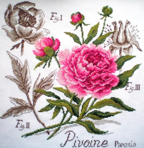 Пион / Pivoine - ботанический этюд V.Enginger