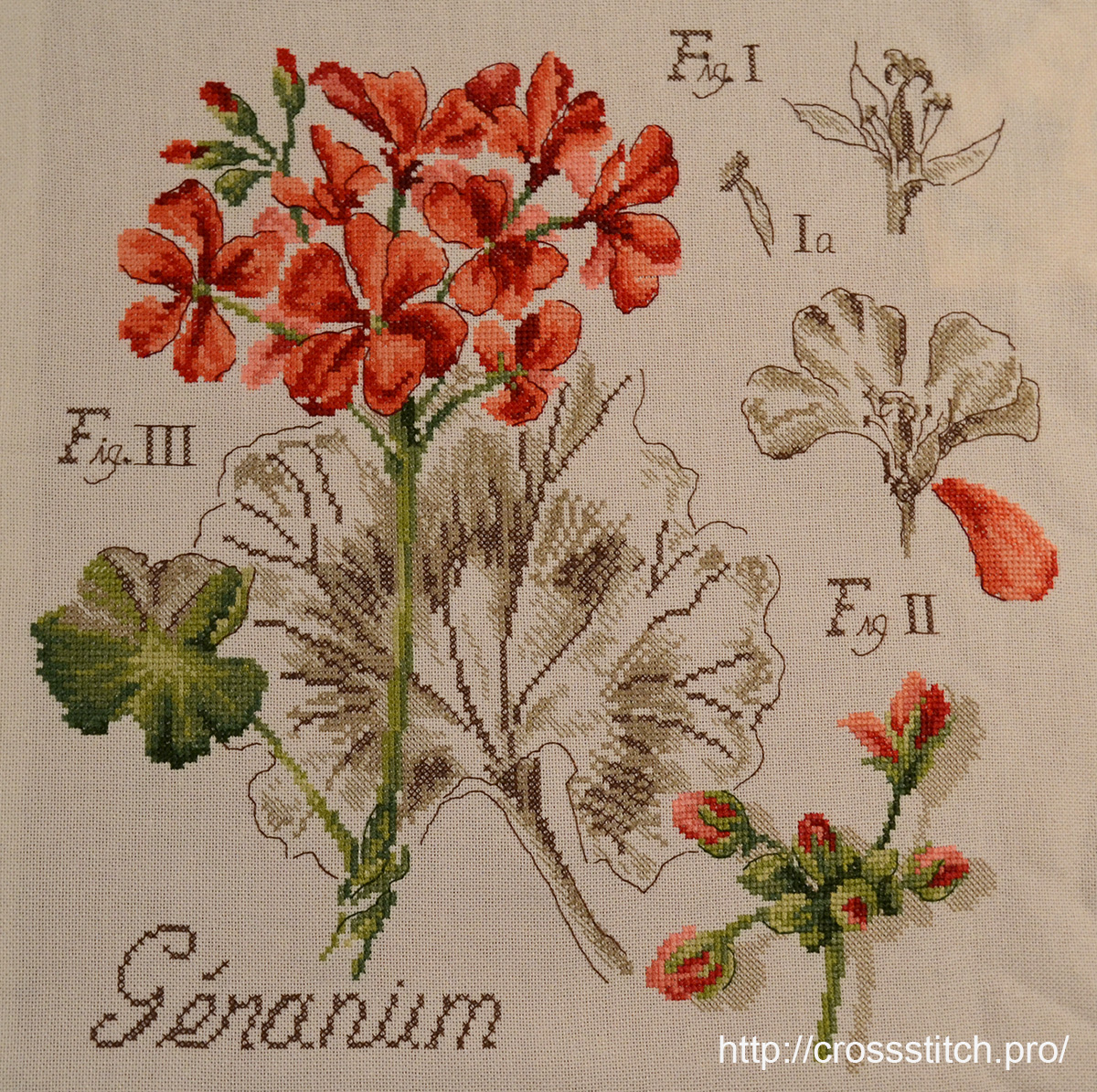 Герань / Geranium  - ботанический этюд V.Enginger, набор для вышивания крестом Les brodeuses parisiennes
